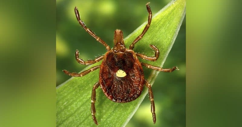 Tick that causes meat allergy, other rare virus is spreading: What symptoms to watch for