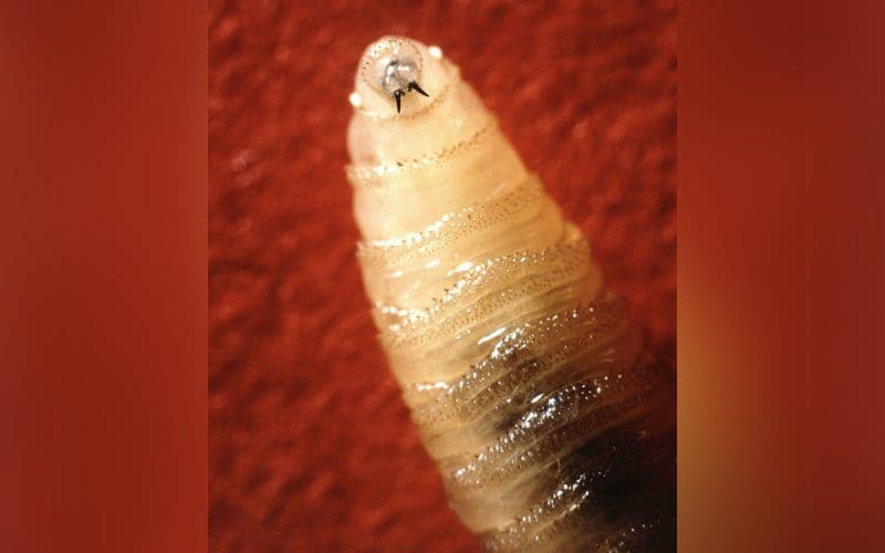 A flesh-eating screwworm is creeping dangerously close to the US border. Can anything be done to stop it?