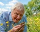 David Attenborough at 100: share your memories